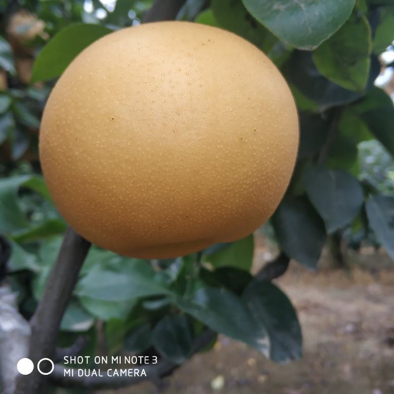 （精品)冠县秋月梨，可视频看货，一件代发，品质保证