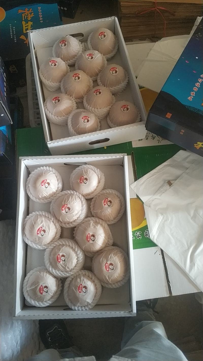 （精品)冠县秋月梨，可视频看货，一件代发，品质保证