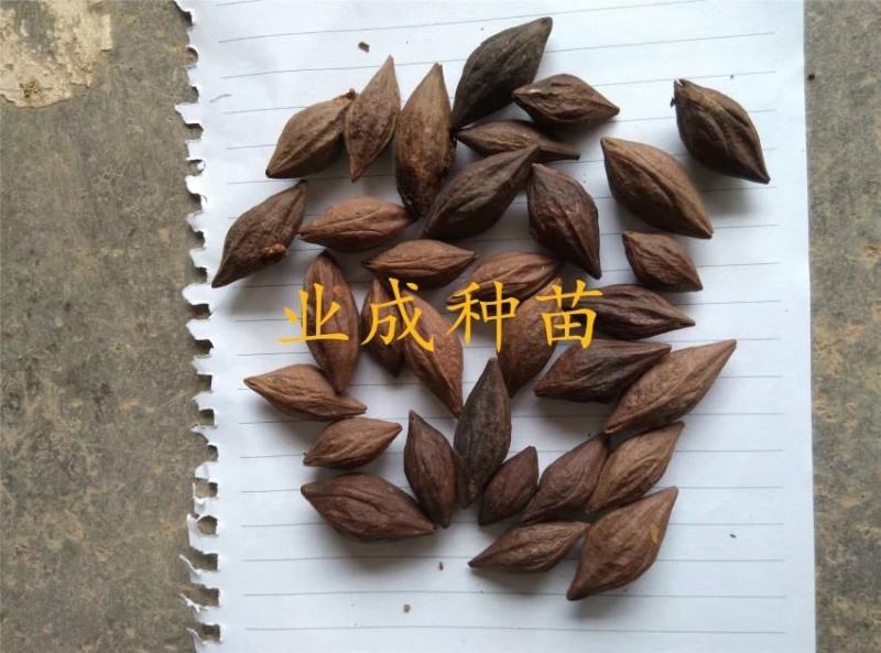 青橄榄种子黄榄种子黄橄榄以及黄榄苗青橄榄苗