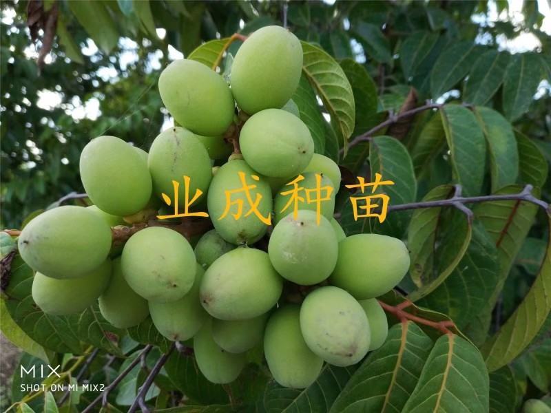 青橄榄种子黄榄种子黄橄榄以及黄榄苗青橄榄苗