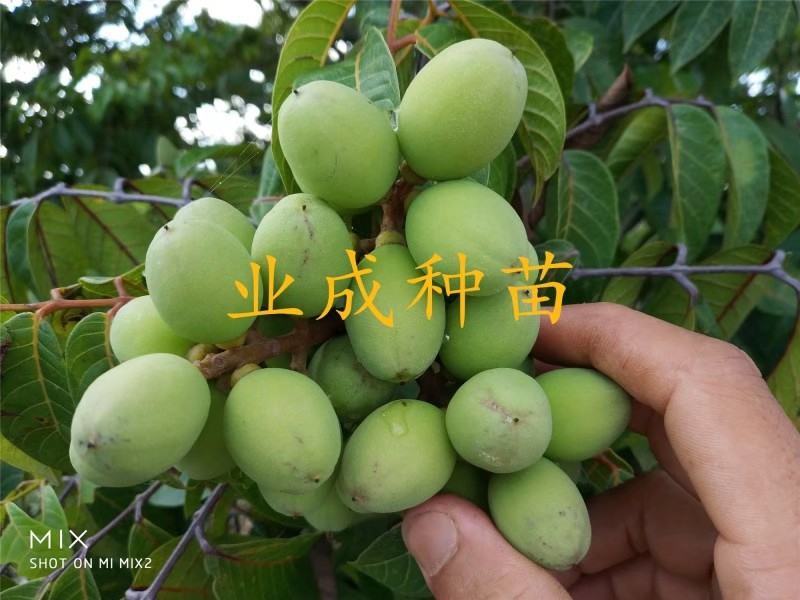 青橄榄种子黄榄种子黄橄榄以及黄榄苗青橄榄苗