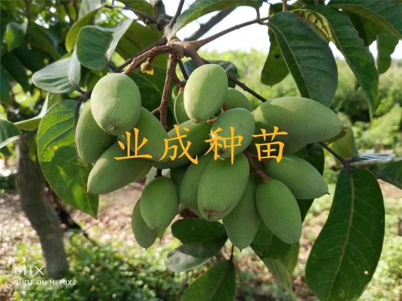 青橄榄种子黄榄种子黄橄榄以及黄榄苗青橄榄苗