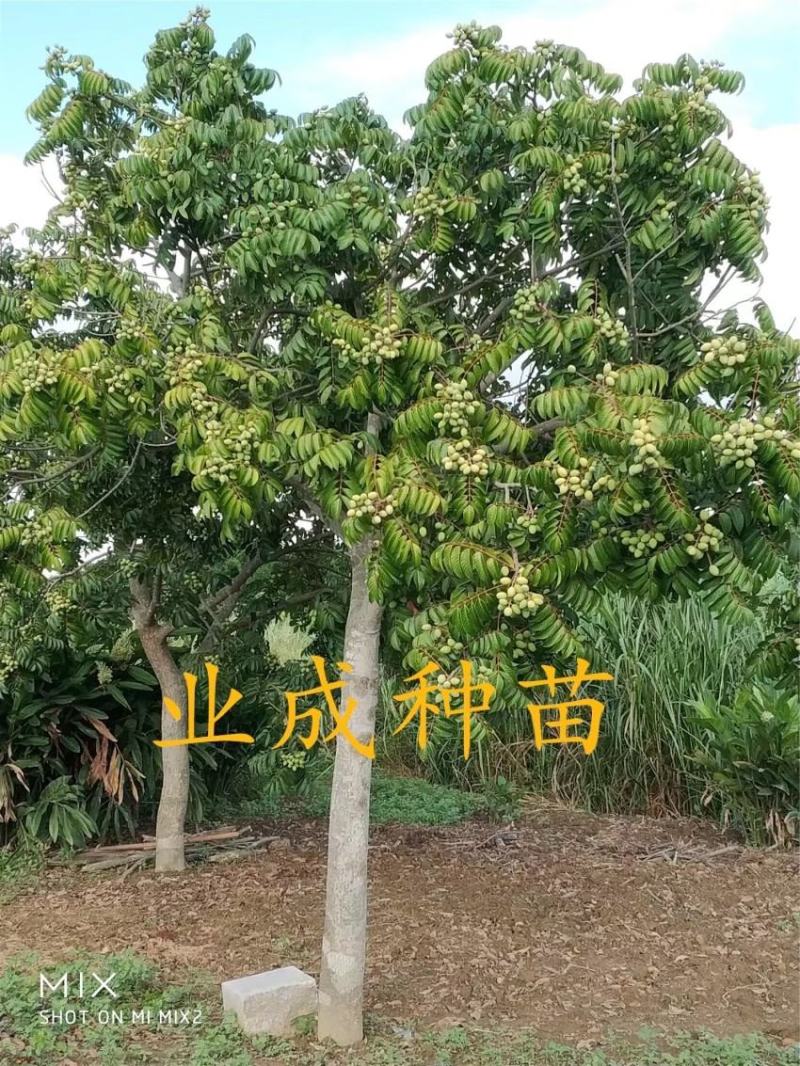 青橄榄种子黄榄种子黄橄榄以及黄榄苗青橄榄苗