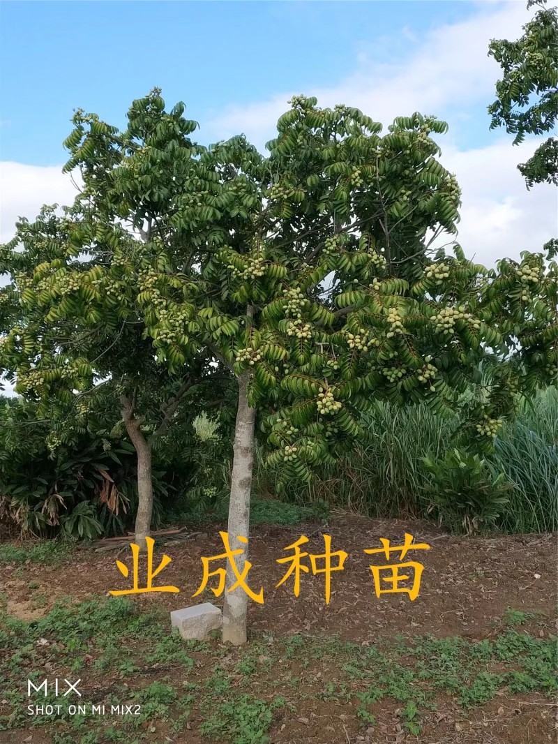 青橄榄种子黄榄种子黄橄榄以及黄榄苗青橄榄苗