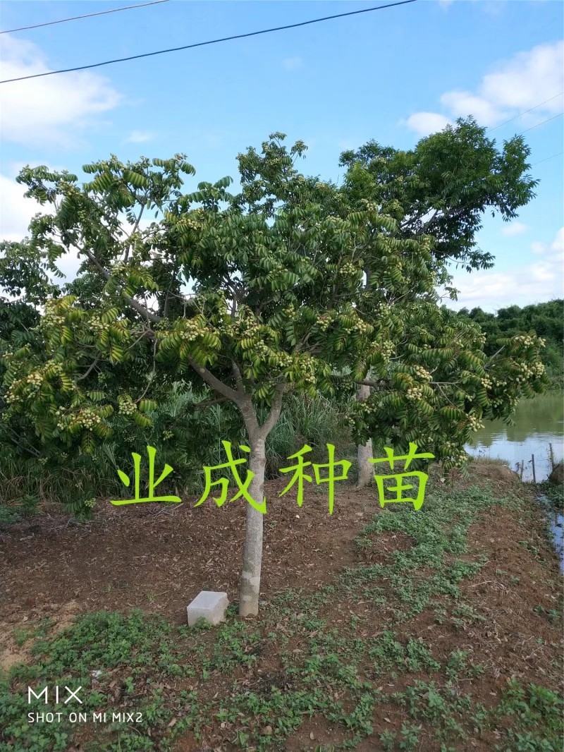 青橄榄种子黄榄种子黄橄榄以及黄榄苗青橄榄苗