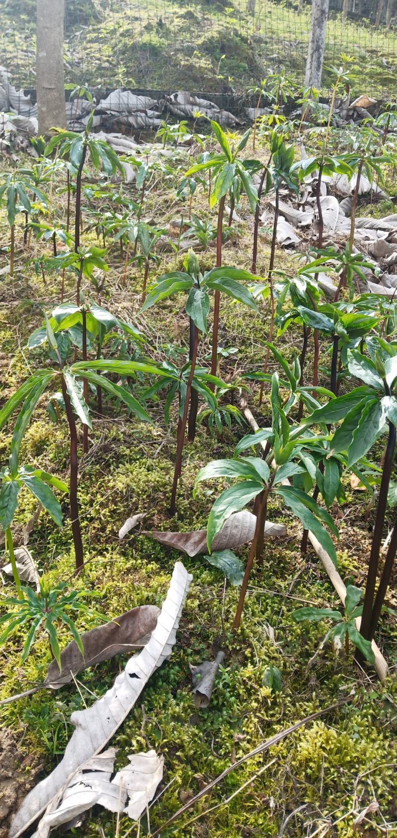 四川华重楼，大个了，中个了，小个了，还有不大不小了