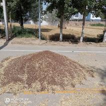 黄河滩黑小麦大量批发农家自种黑小麦不含化肥农药