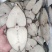 北部湾马鲛鱼7公斤以上