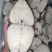 北部湾马鲛鱼7公斤以上