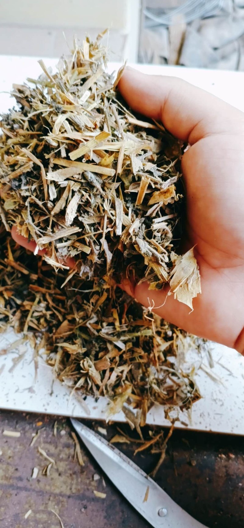 【有好货】豌豆秧，厂家优选好货，质量保证，量大优惠！
