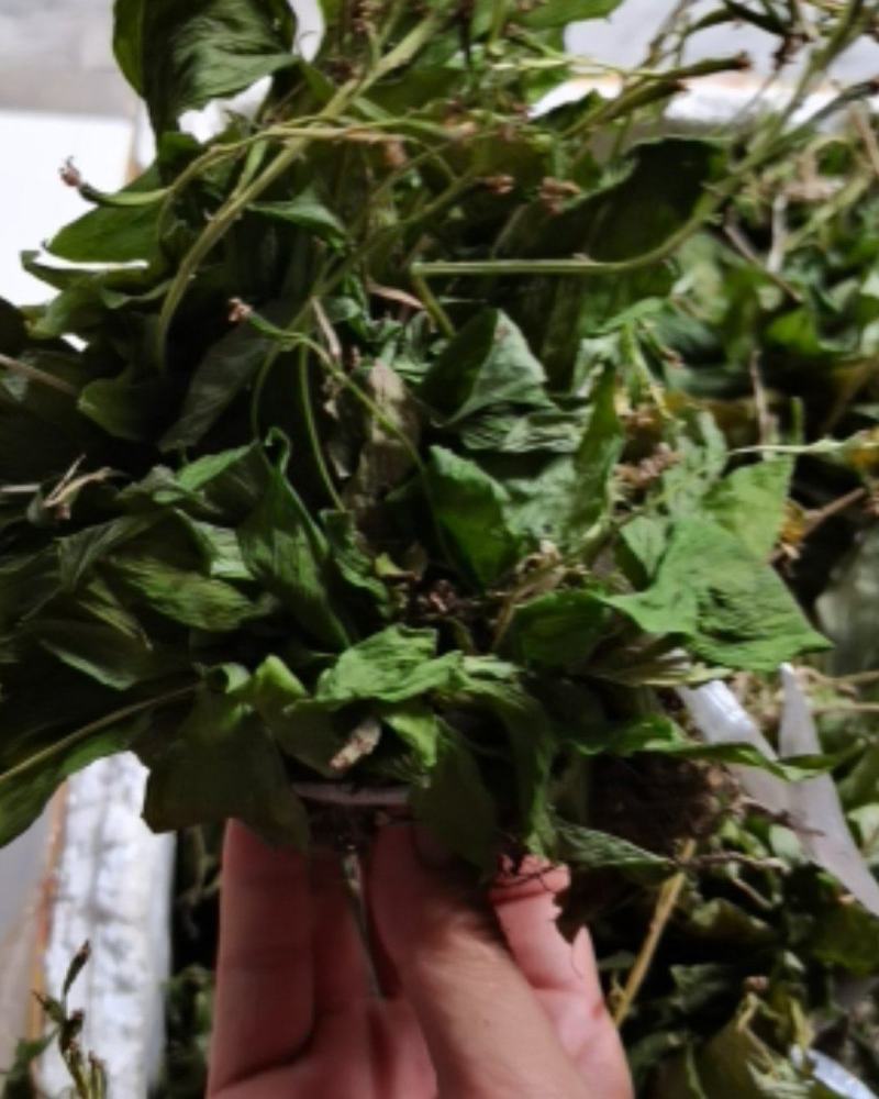 见血清，野生见血清干货，矮脚见血清湖北恩施本地货