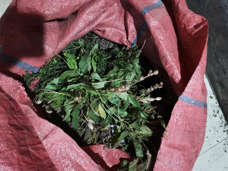 见血清，野生见血清干货，矮脚见血清湖北恩施本地货