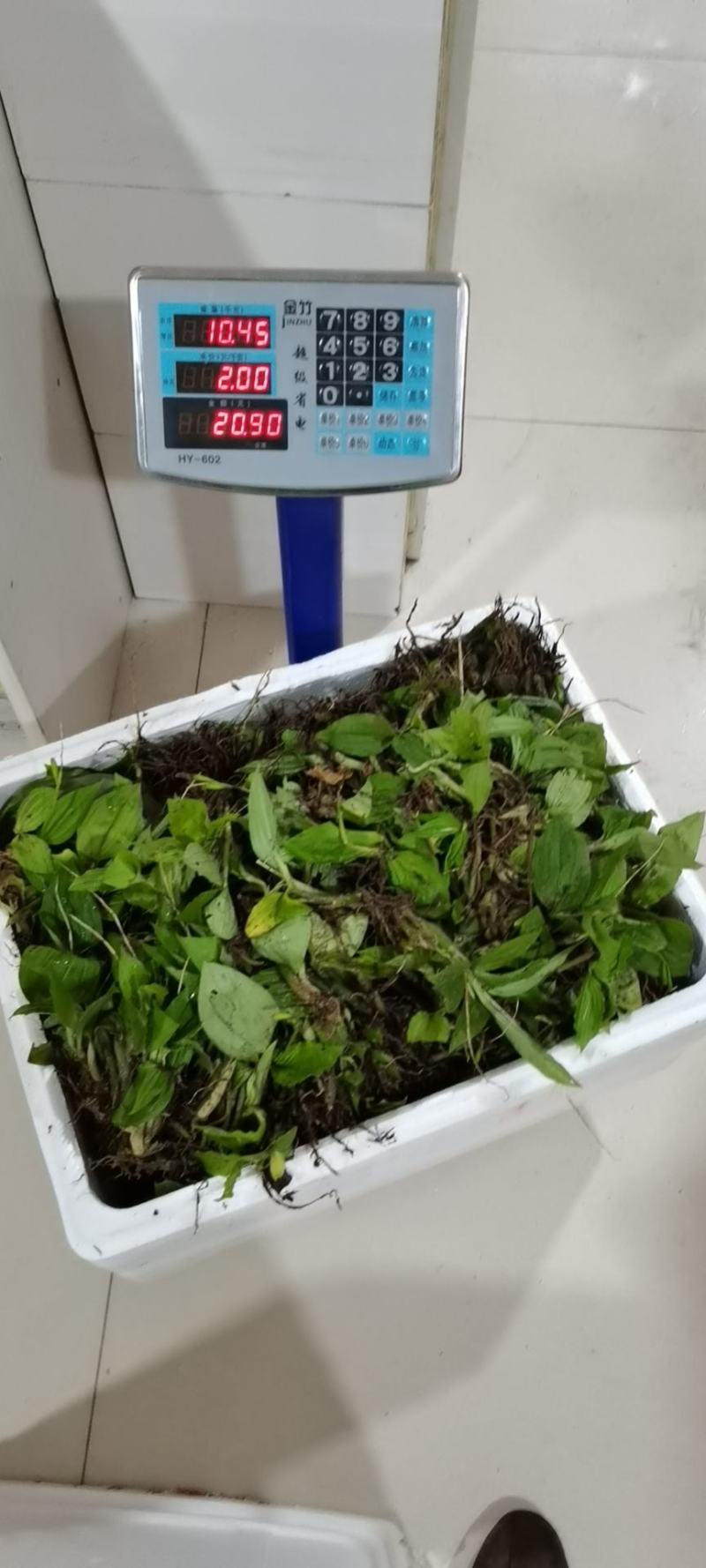 见血清，野生见血清干货，矮脚见血清湖北恩施本地货