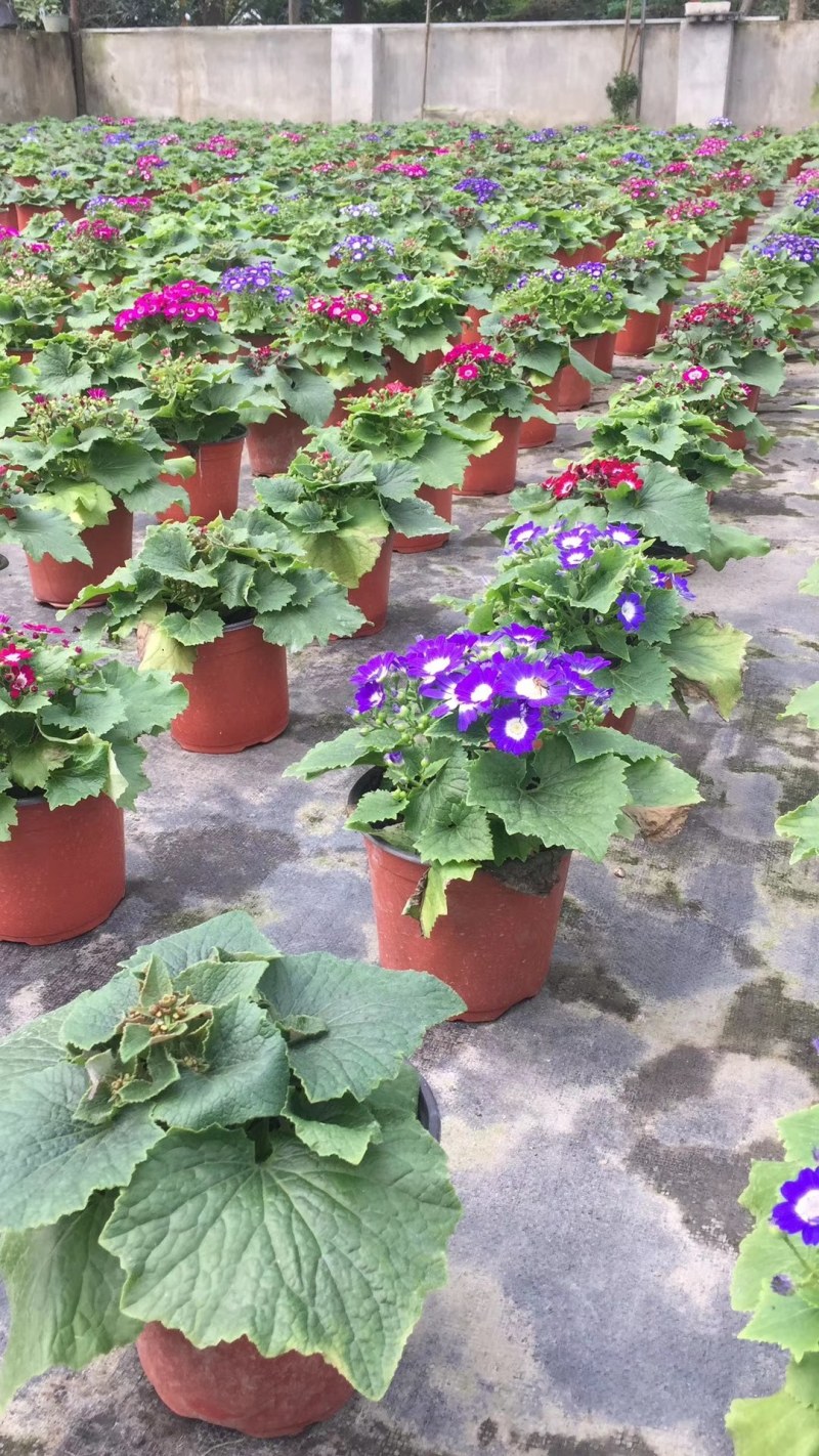 瓜叶菊多色可选15-20公分，成都基地批发