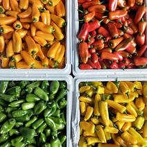 水果辣椒，四色水果甜椒，基地现货供应，酒店特色蔬菜