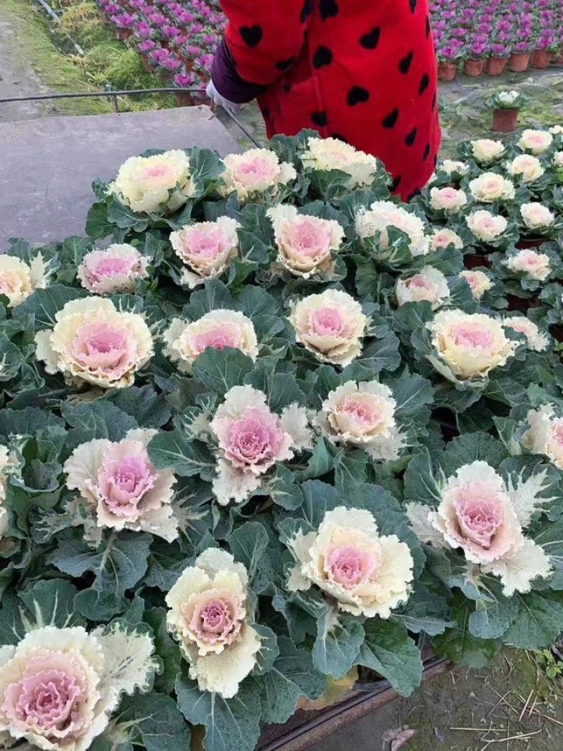 羽毛甘蓝杯苗10-15公分，多色可选。。