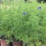 飞燕草杯苗50-60公分高，冠幅20-25