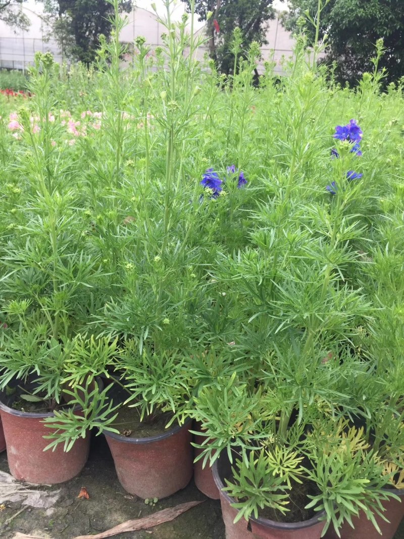 飞燕草杯苗50-60公分高，冠幅20-25