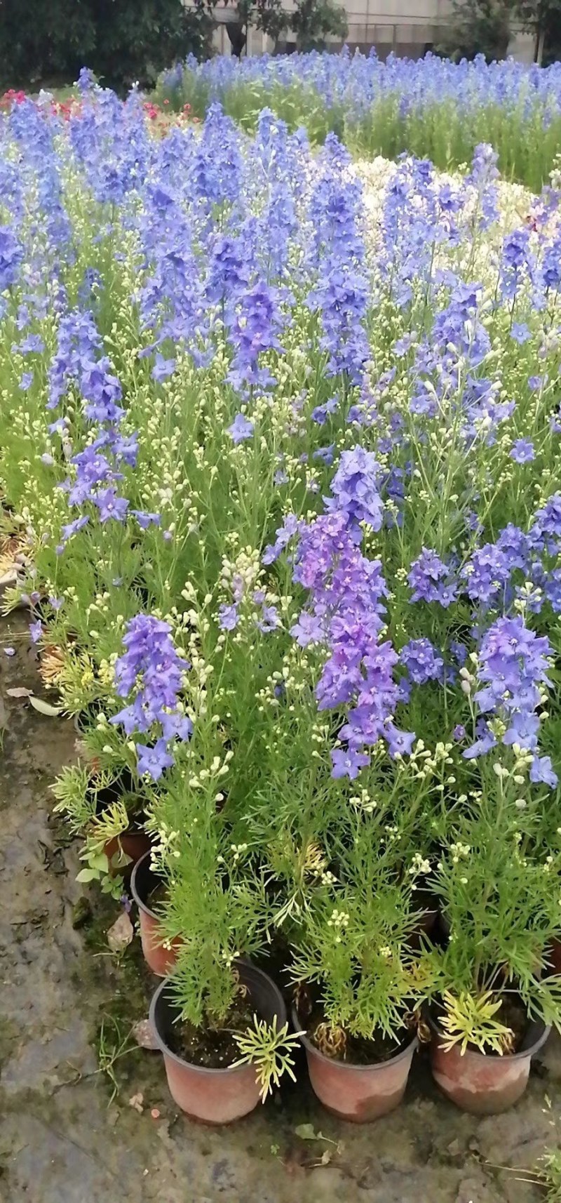 飞燕草杯苗50-60公分高，冠幅20-25