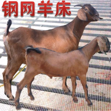 漏粪钢网不沾粪的羊床，而且不伤羊蹄，热度高锌几十年坏不了