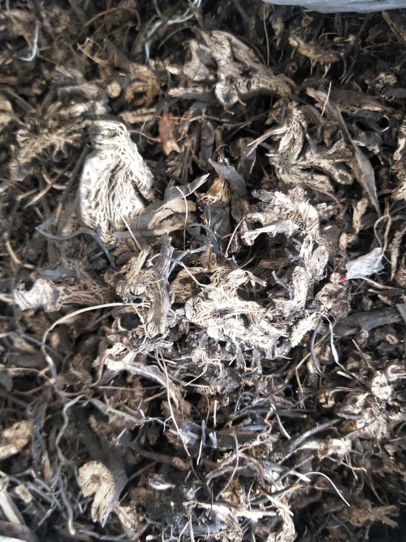 升麻，升麻片量大从优一手货源
