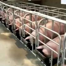 买怀孕长白母猪买8头母送一头2头起免费指导养殖技术