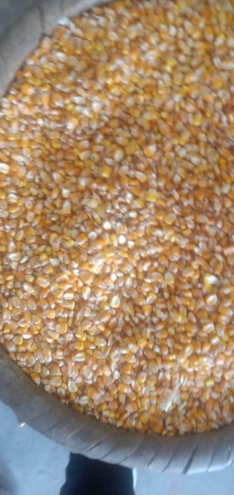 玉米粒干玉米粒饲料玉米2020年新玉米，去年老玉米批发