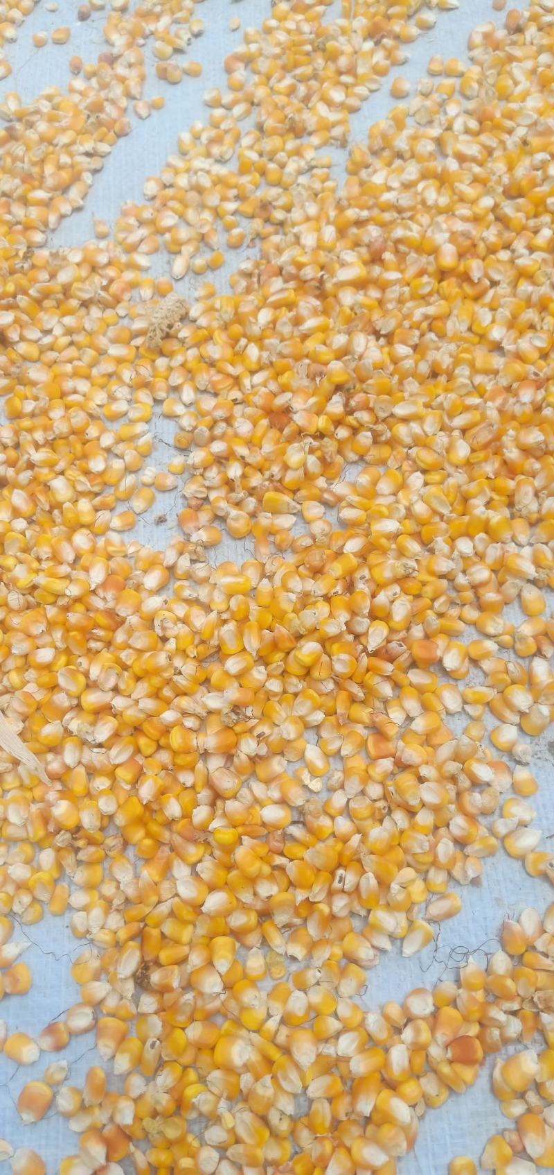 玉米粒干玉米粒饲料玉米2020年新玉米，去年老玉米批发