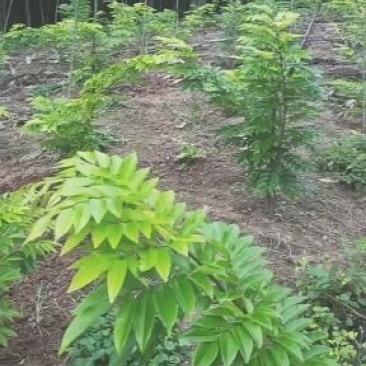 海南黄花栗树苗。酱香型。