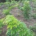 海南黄花栗树苗。酱香型。
