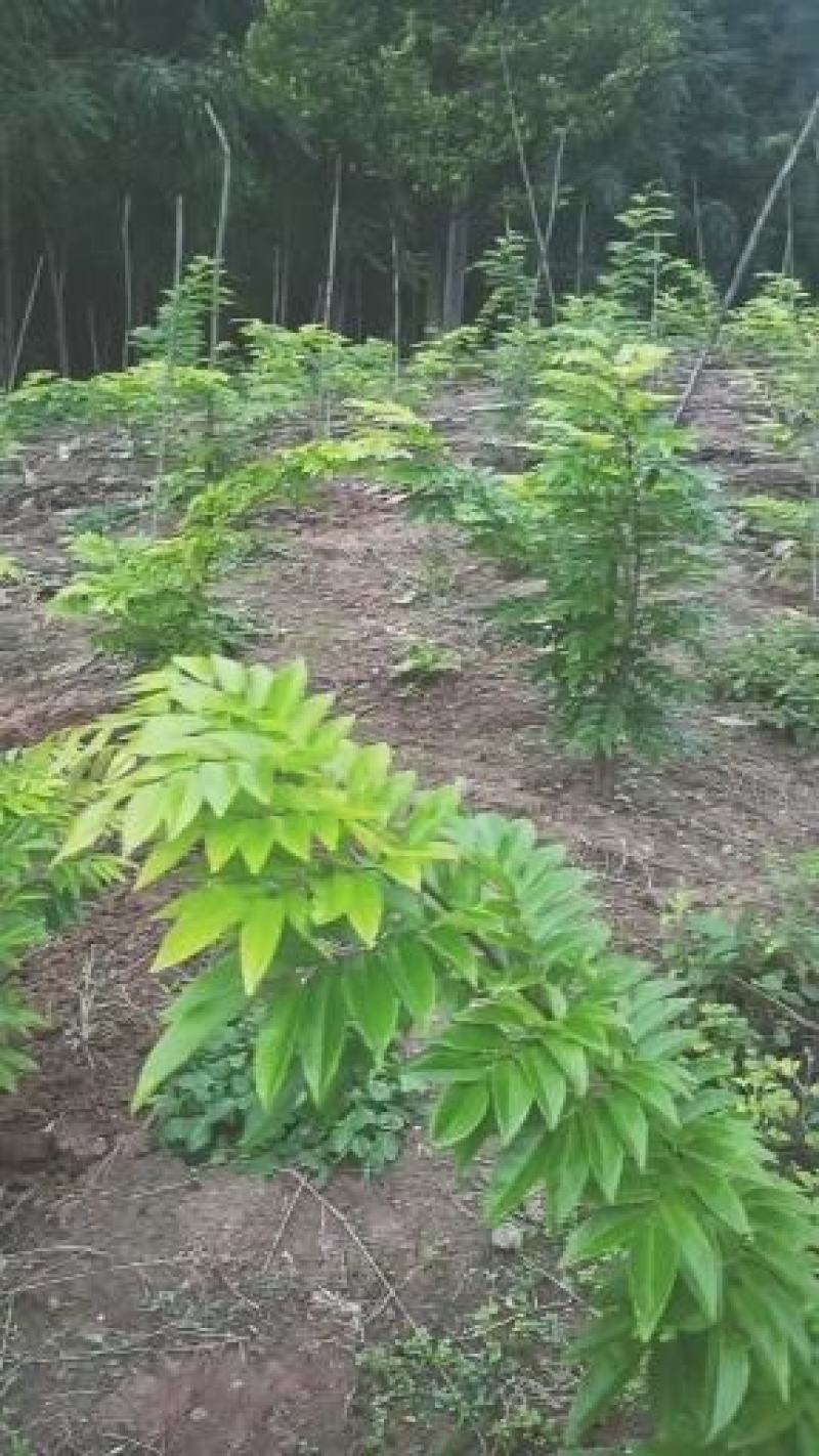 海南黄花栗树苗。酱香型。