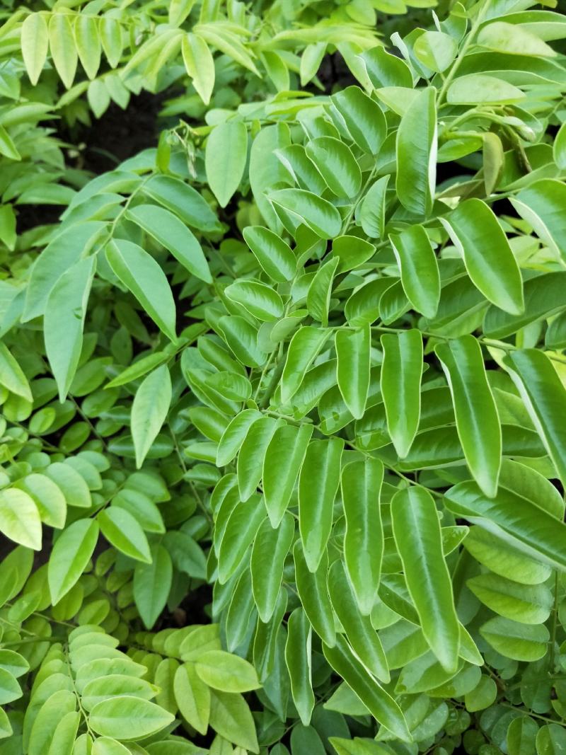 海南黄花栗树苗。酱香型。