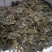 海南黄花栗树苗。酱香型。