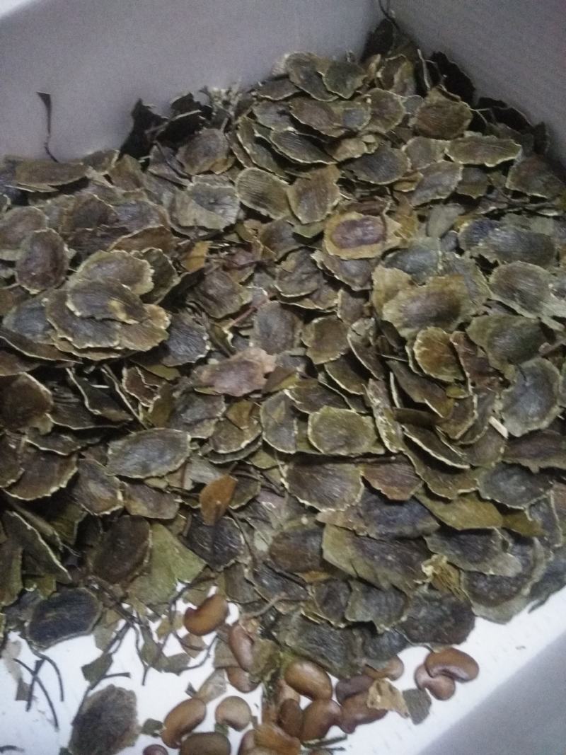 海南黄花栗树苗。酱香型。