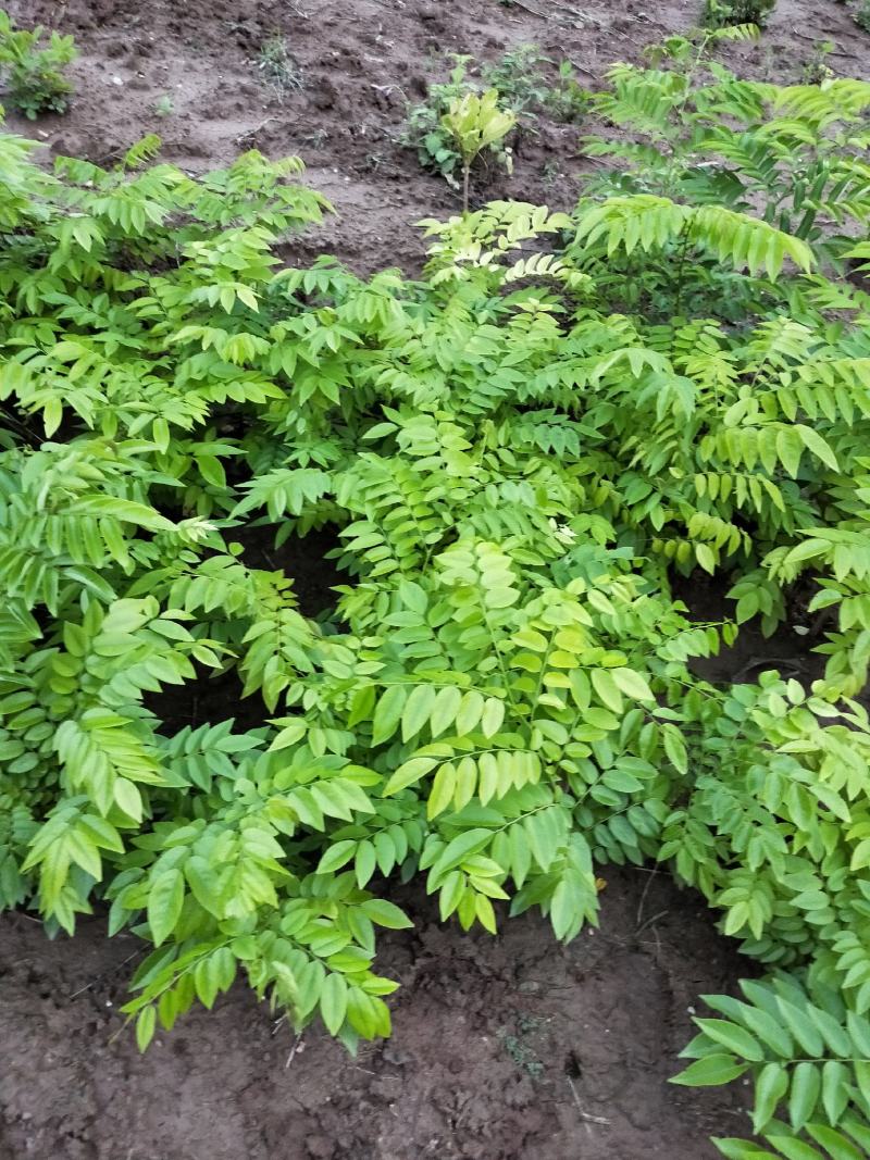 海南黄花栗树苗。酱香型。