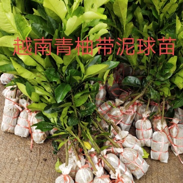 越南青柚柚子苗，广西容县沙田柚苗，嫁接苗