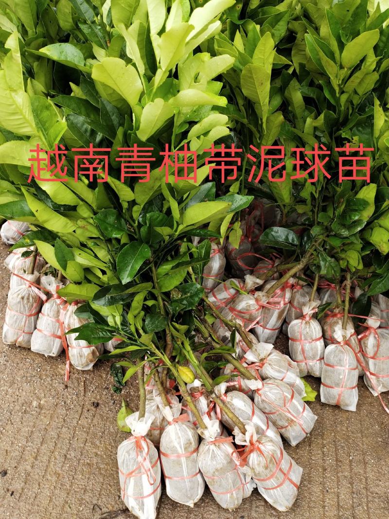 越南青柚柚子苗，广西容县沙田柚苗，嫁接苗