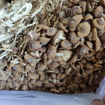 福建古田特产新货茶树菇干货煲汤菌包农家特产量大从优