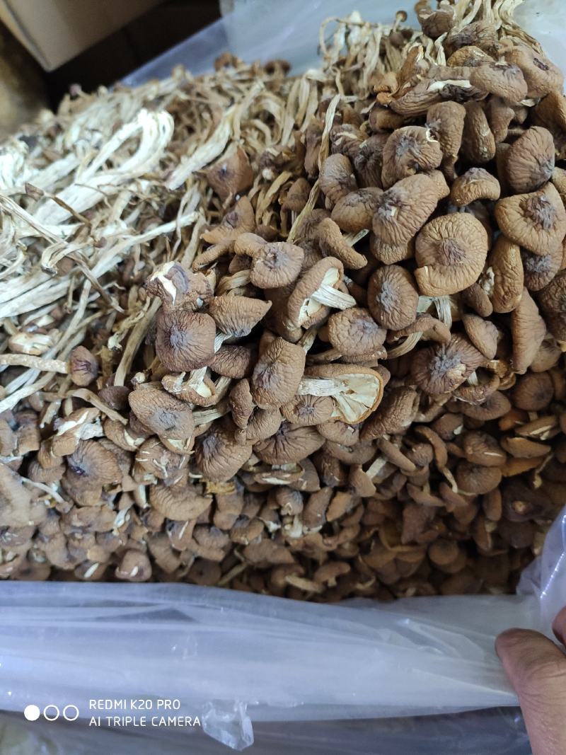 福建古田特产新货茶树菇干货煲汤菌包农家特产量大从优