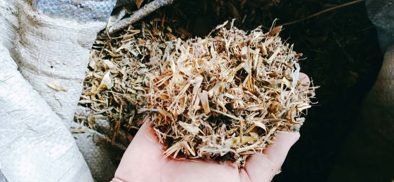 【有好货】优质豌豆秧，厂家直销，价格低廉，量大优惠！