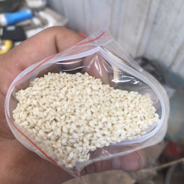 芝麻仁白芝麻黑芝麻芝麻酱香油