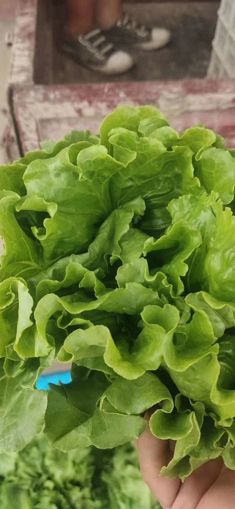 生菜精品意大利生菜产地现摘现发商超质量保证
