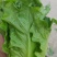 生菜精品意大利生菜产地现摘现发商超质量保证