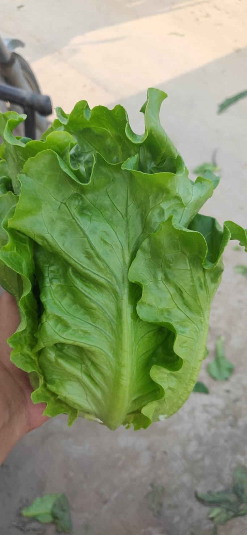 生菜精品意大利生菜产地现摘现发商超质量保证