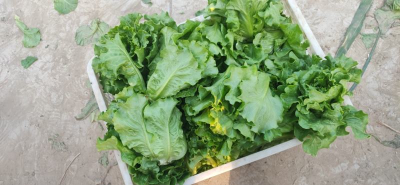 生菜精品意大利生菜产地现摘现发商超质量保证