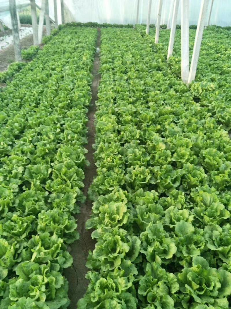 生菜精品意大利生菜产地现摘现发商超质量保证