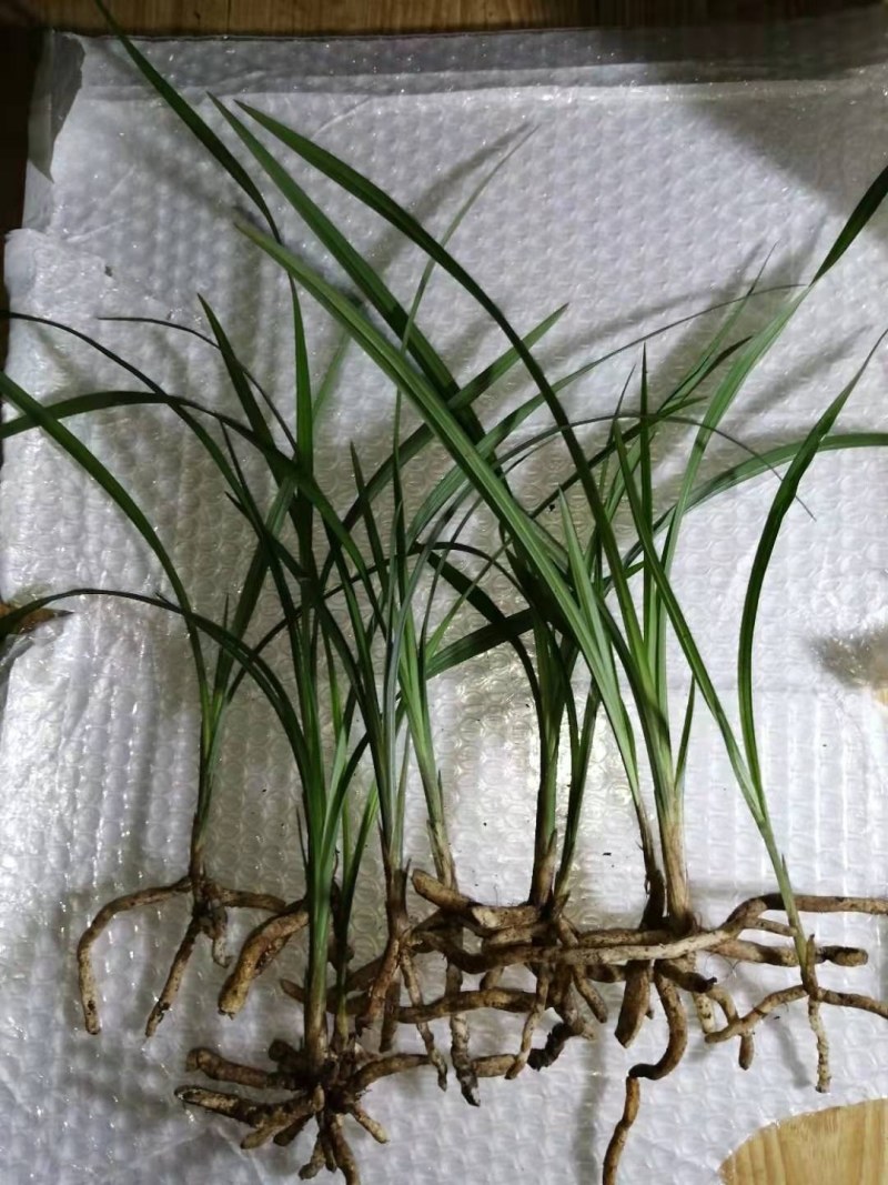 兰花苗成活率高包品种欢迎选购量大从优基地直销