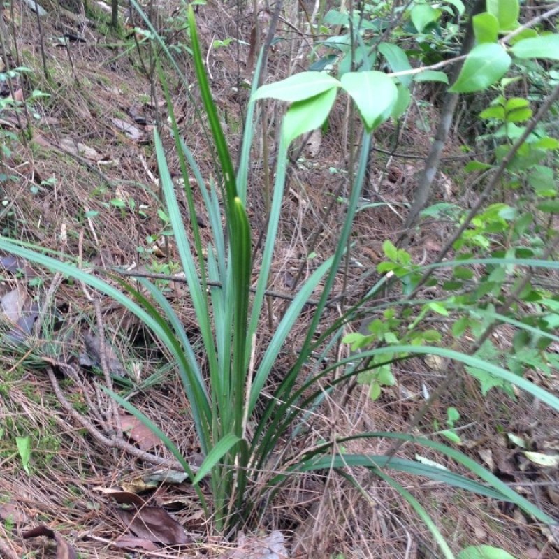 兰花苗成活率高包品种欢迎选购量大从优基地直销