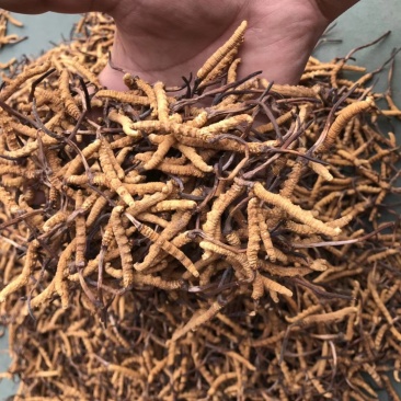 玉树杂多的精品冬虫夏草批发价给老铁
