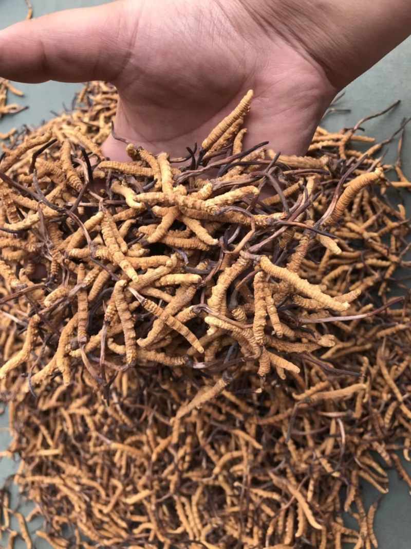 玉树杂多的精品冬虫夏草批发价给老铁